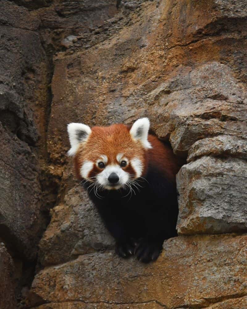 raccoon